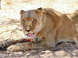 American Handgunner Our Biggest Hunting Mishaps: Lions, Bears, and Squirrels, Oh My! - AHP #179 - Vimarsana News