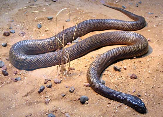 Australia And The Weird Little Snake